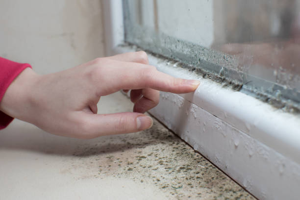 Best Industrial Mold Remediation  in Plattsburgh, NY