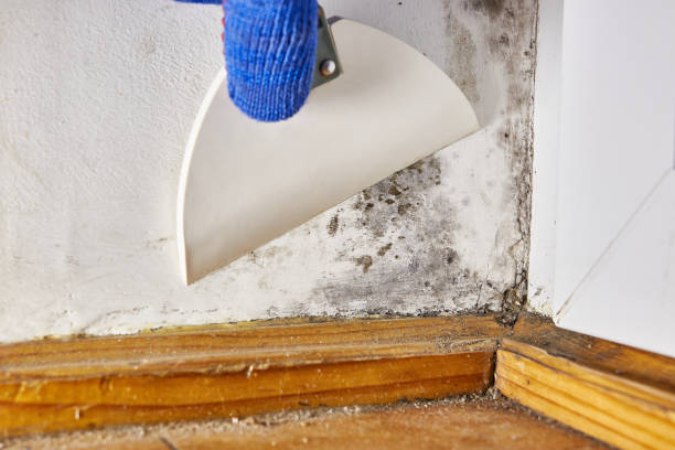 Mold Remediation for Rental Properties in Plattsburgh, NY